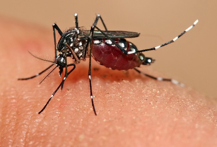 Aedes Aegypti, transmissor do zika vírus.